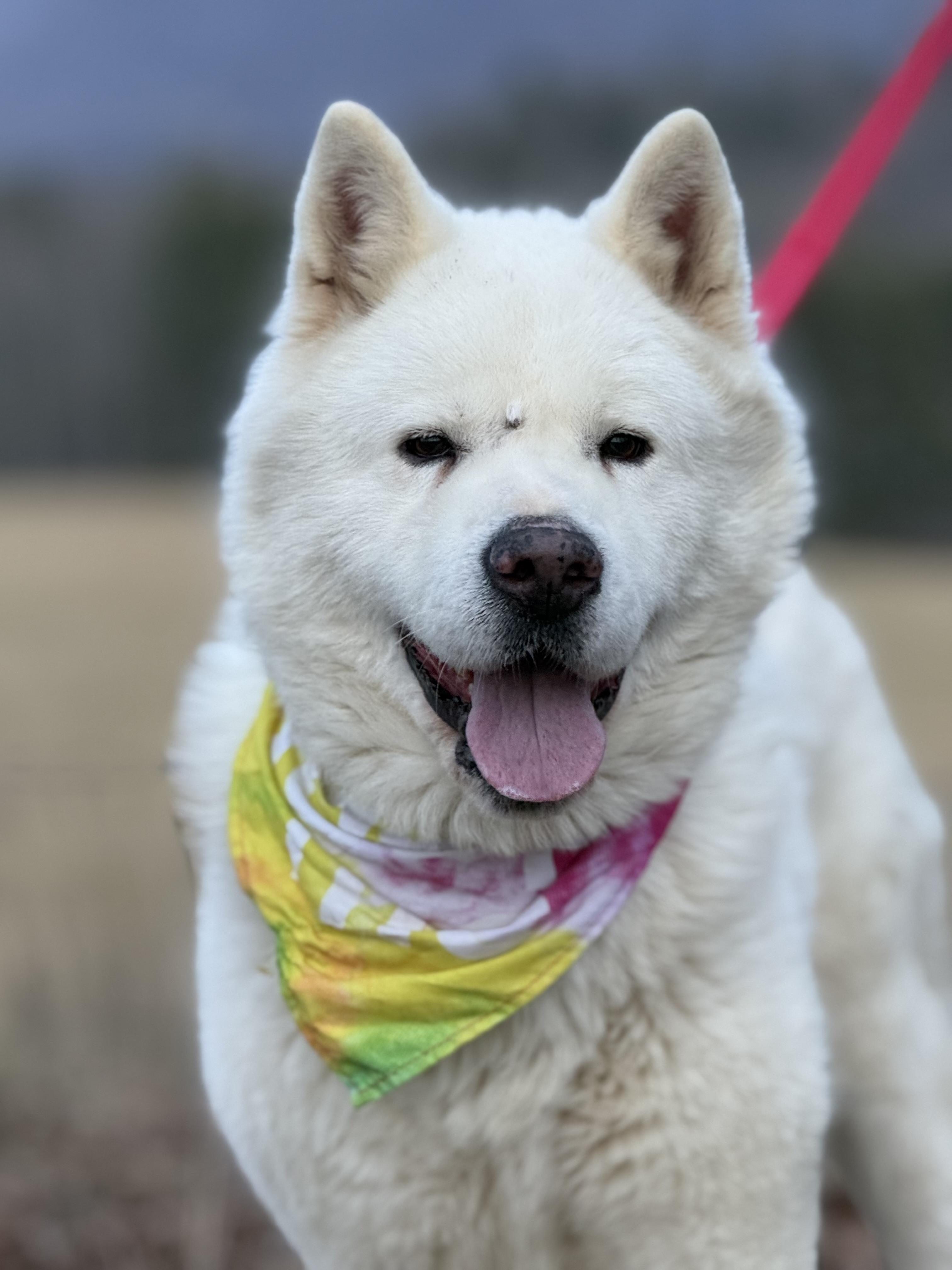 Enlarge Koji, an adopted Akita in Bakersville, NC image 3/6