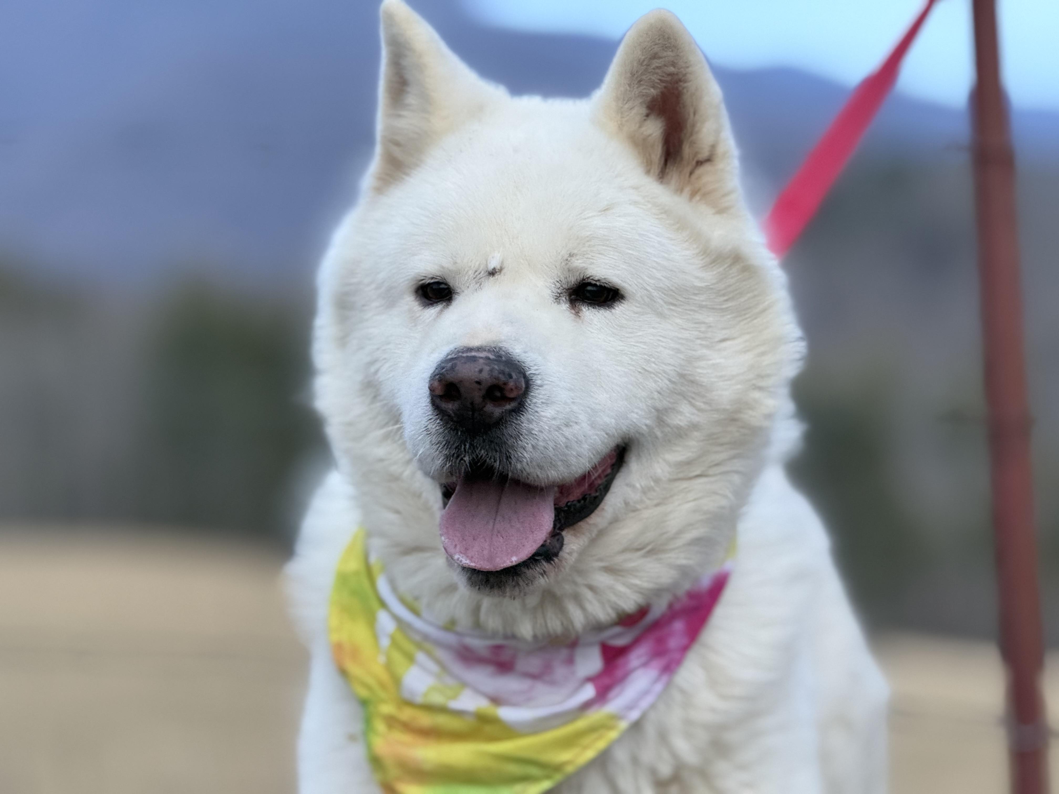 Koji, adopted, Adult Male Akita.
