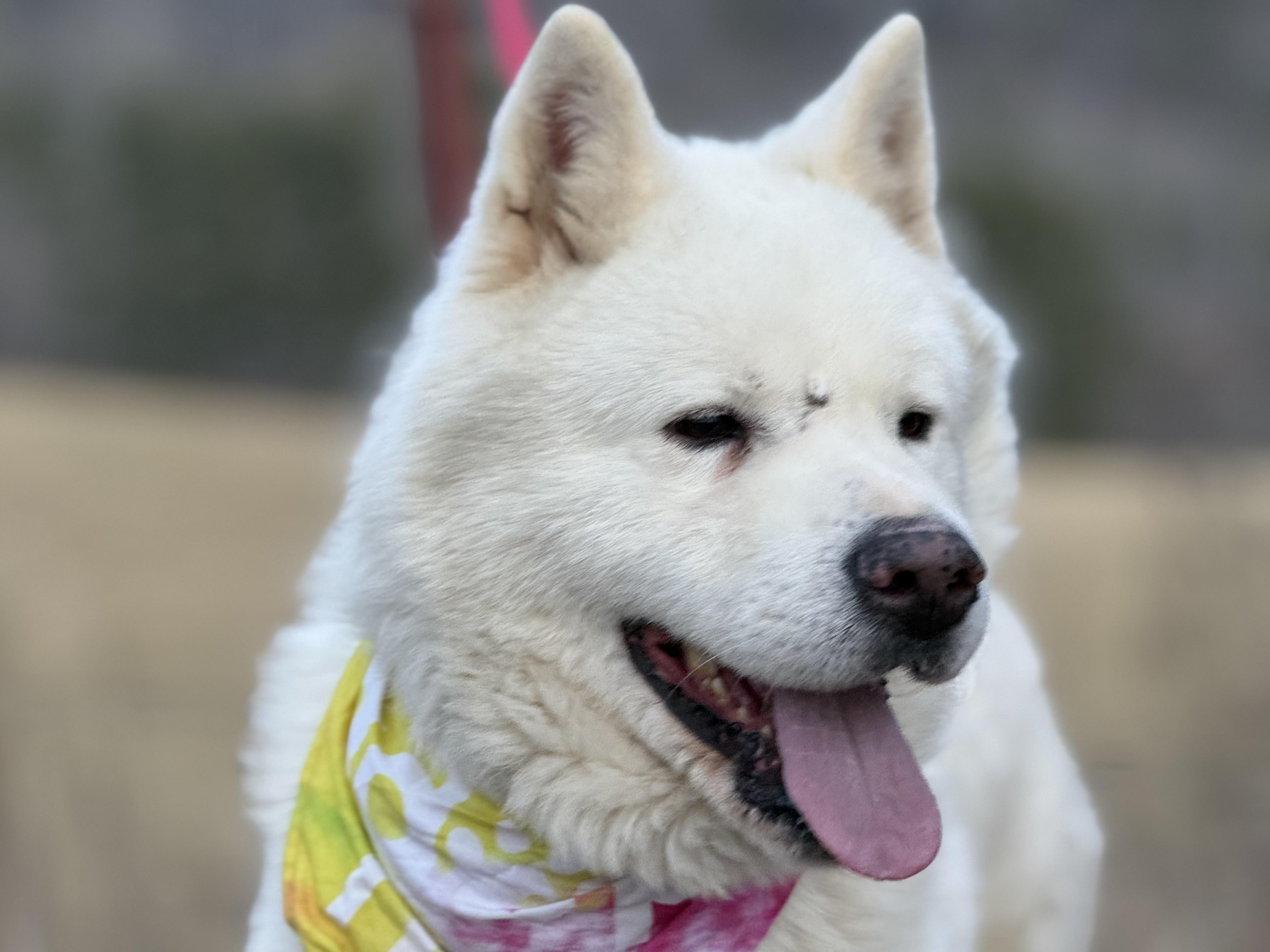Enlarge Koji, an adopted Akita in Bakersville, NC image 5/6