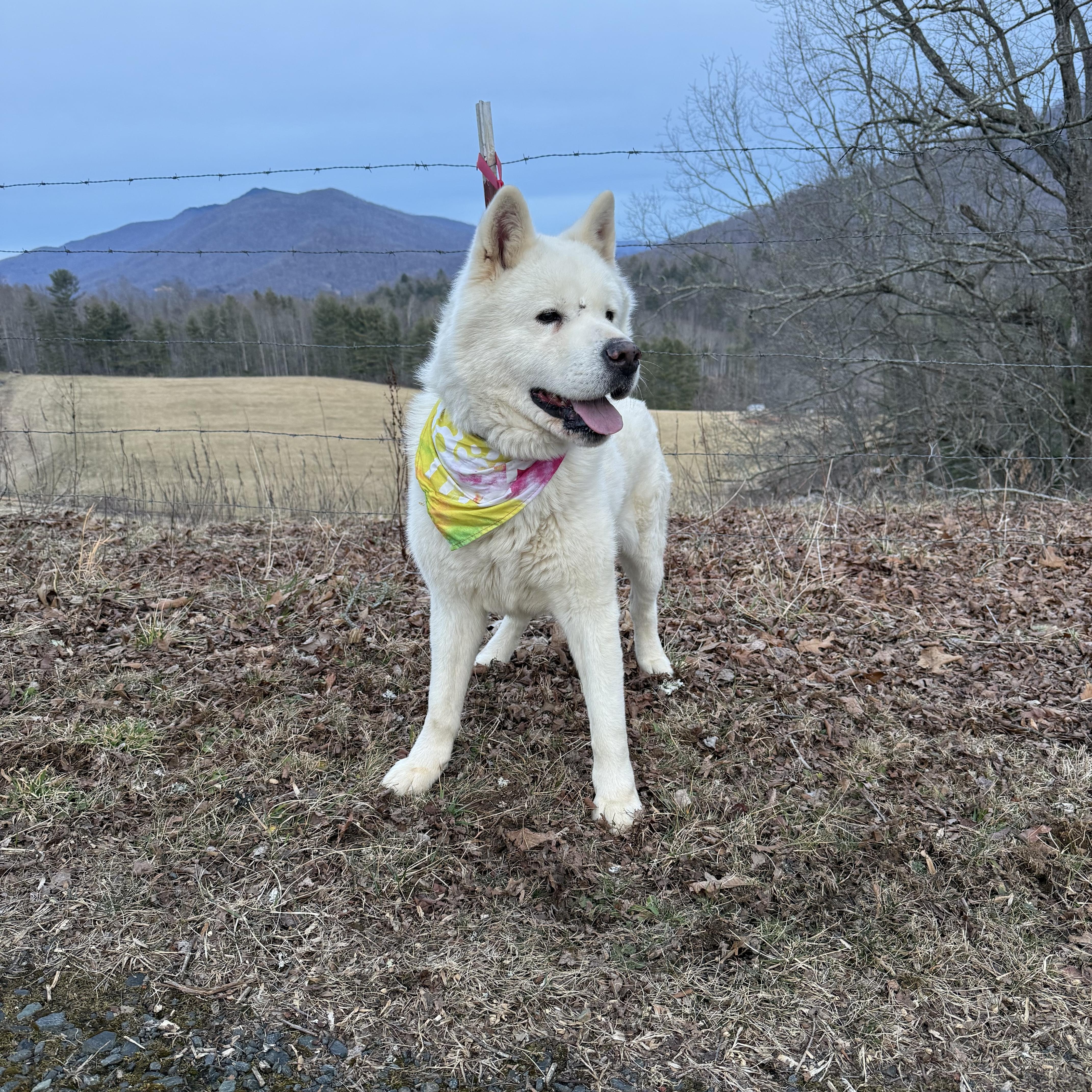 Enlarge Koji, an adopted Akita in Bakersville, NC image 2/6