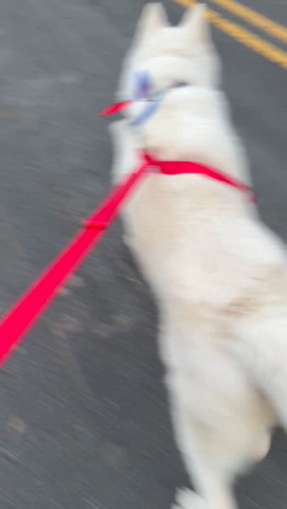 Enlarge Koji, an adopted Akita in Bakersville, NC video 6/6