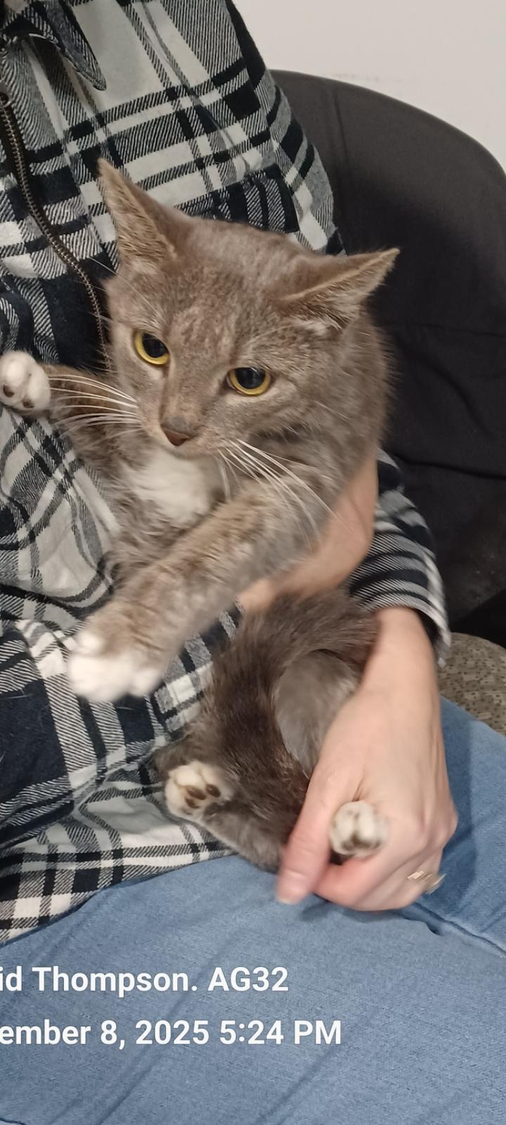 Tasha, ADOPTABLE, Young Female Domestic Short Hair.