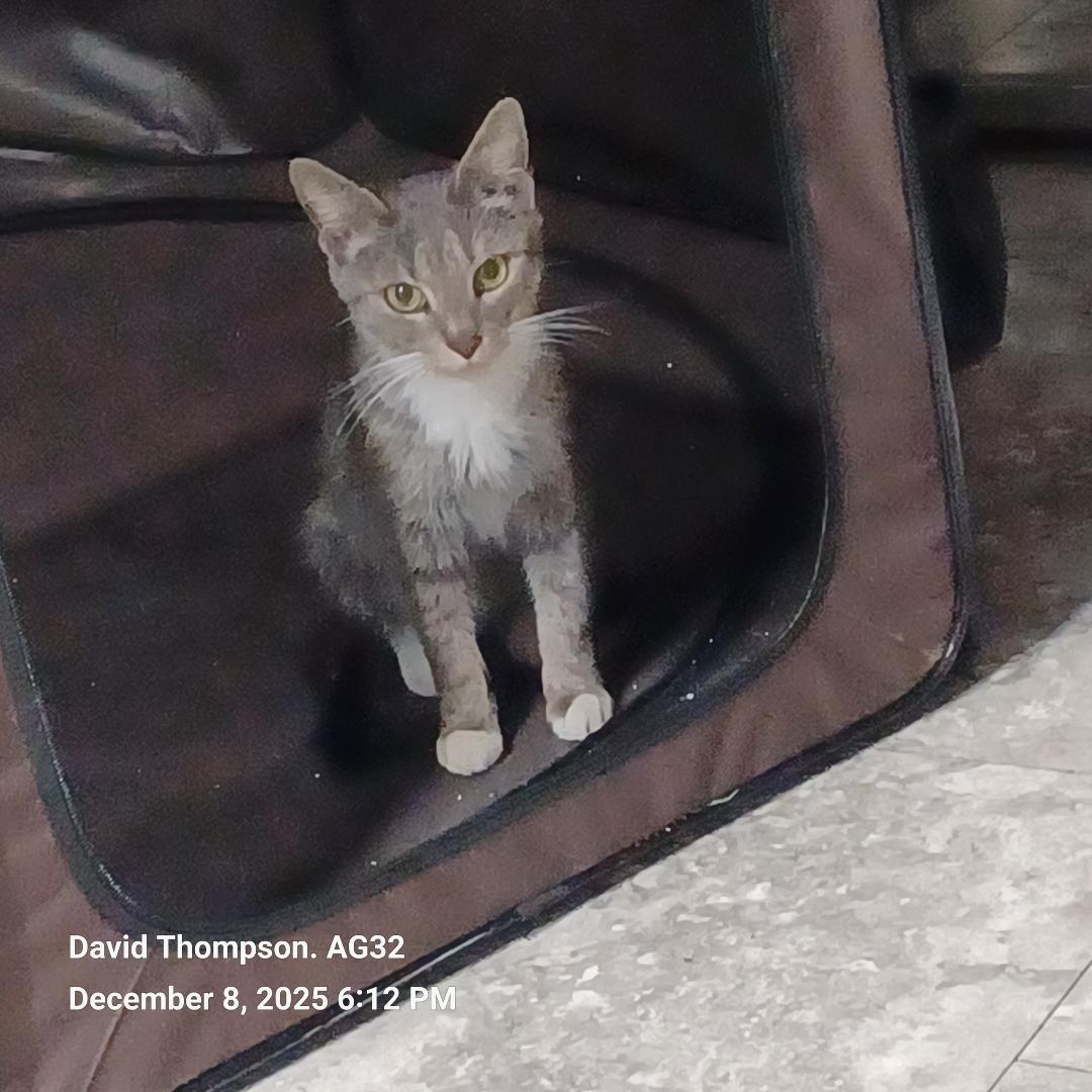 Enlarge Tasha, a ADOPTABLE Domestic Short Hair in Reisterstown, MD image 2/6