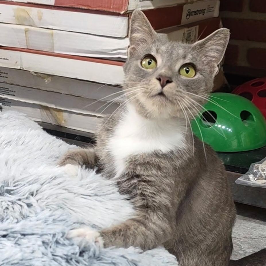 Tasha, ADOPTABLE, Young Female Domestic Short Hair.