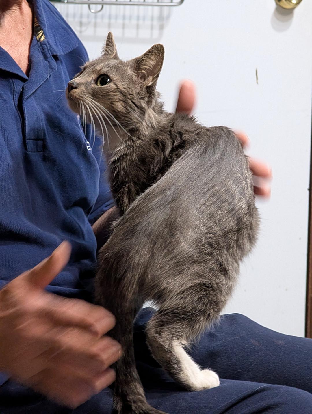 Enlarge Tasha, a ADOPTABLE Domestic Short Hair in Reisterstown, MD image 4/6