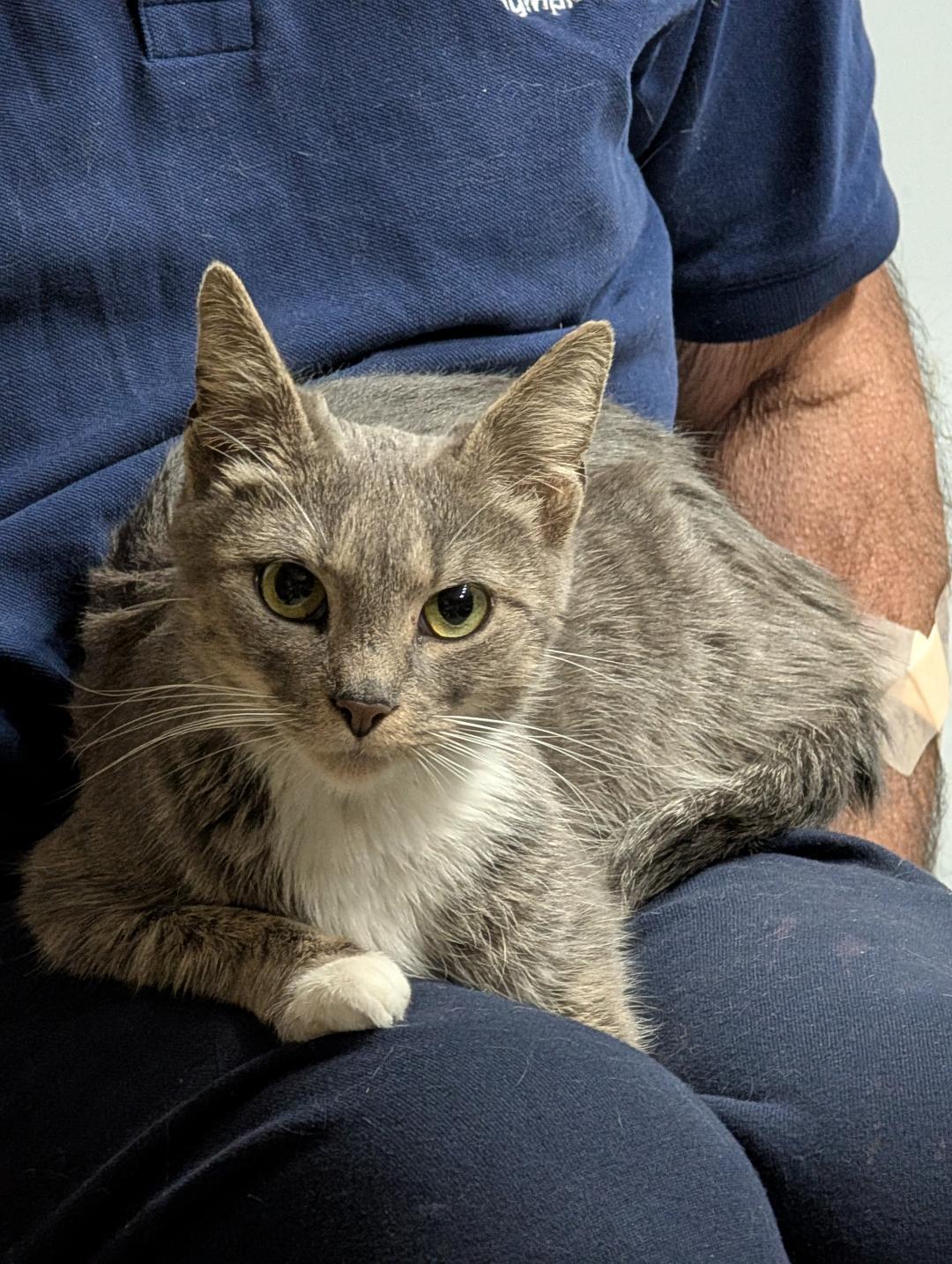 Enlarge Tasha, a ADOPTABLE Domestic Short Hair in Reisterstown, MD image 5/6