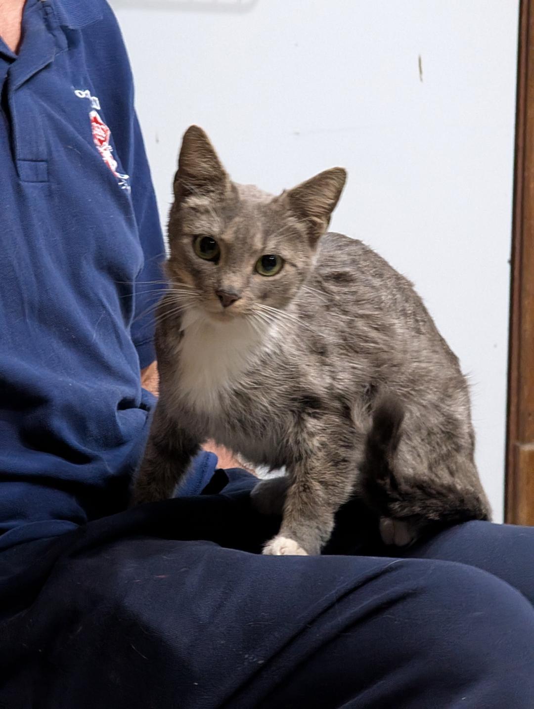 Enlarge Tasha, a ADOPTABLE Domestic Short Hair in Reisterstown, MD image 6/6