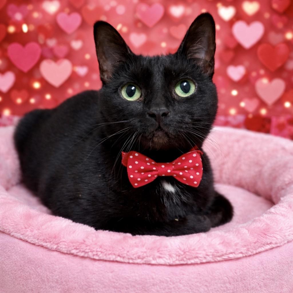 Pauline, Adoptable, Adult Female Domestic Short Hair.