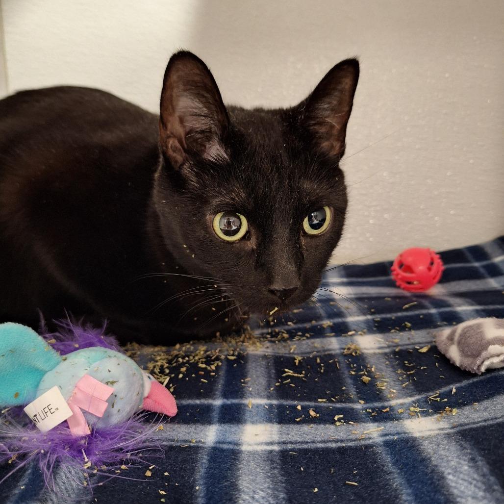 Pauline, a Adoptable mixed breed in Binghamton, NY image 2/3