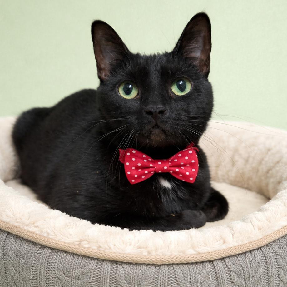 Pauline, a Adoptable mixed breed in Binghamton, NY image 3/3