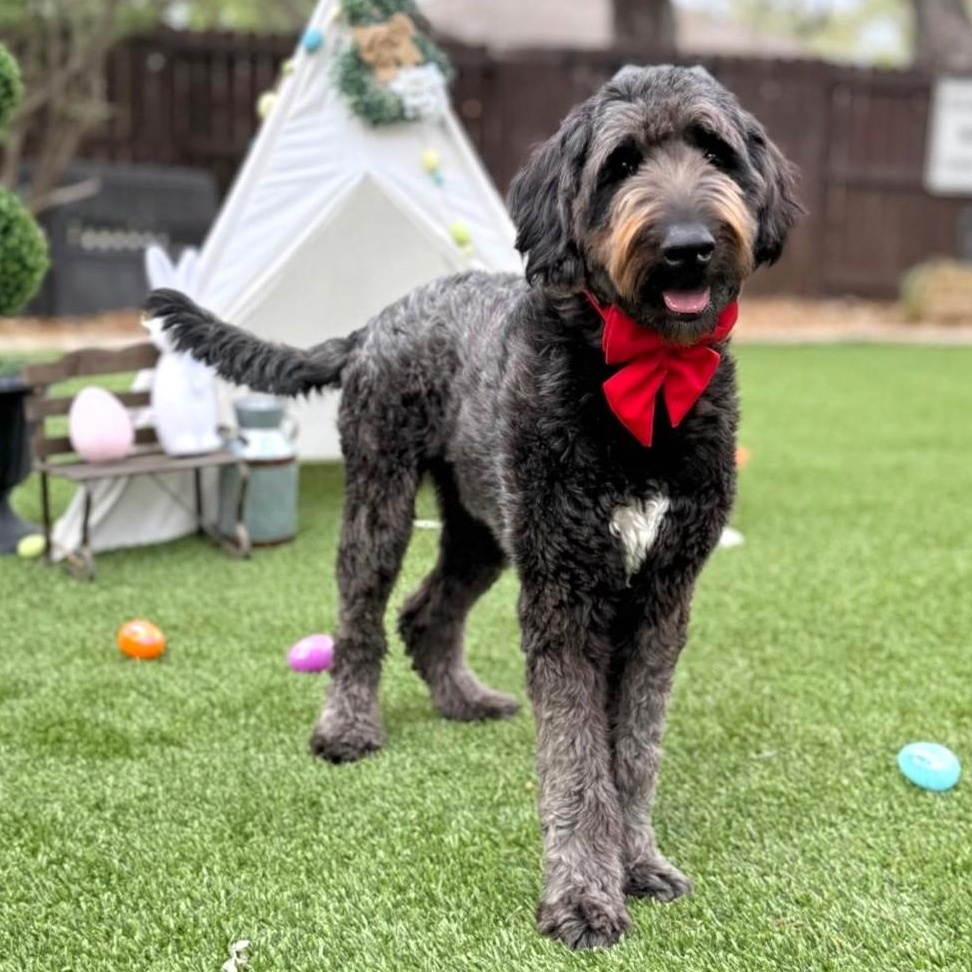 Enlarge Oliver, an adopted Labradoodle in Warren, RI image 4/6