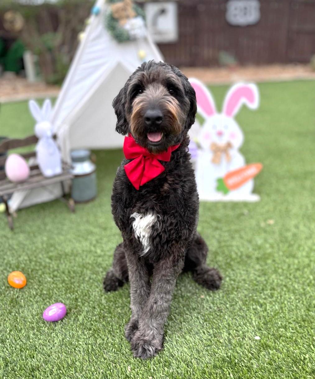 Enlarge Oliver, an adopted Labradoodle in Warren, RI image 5/6