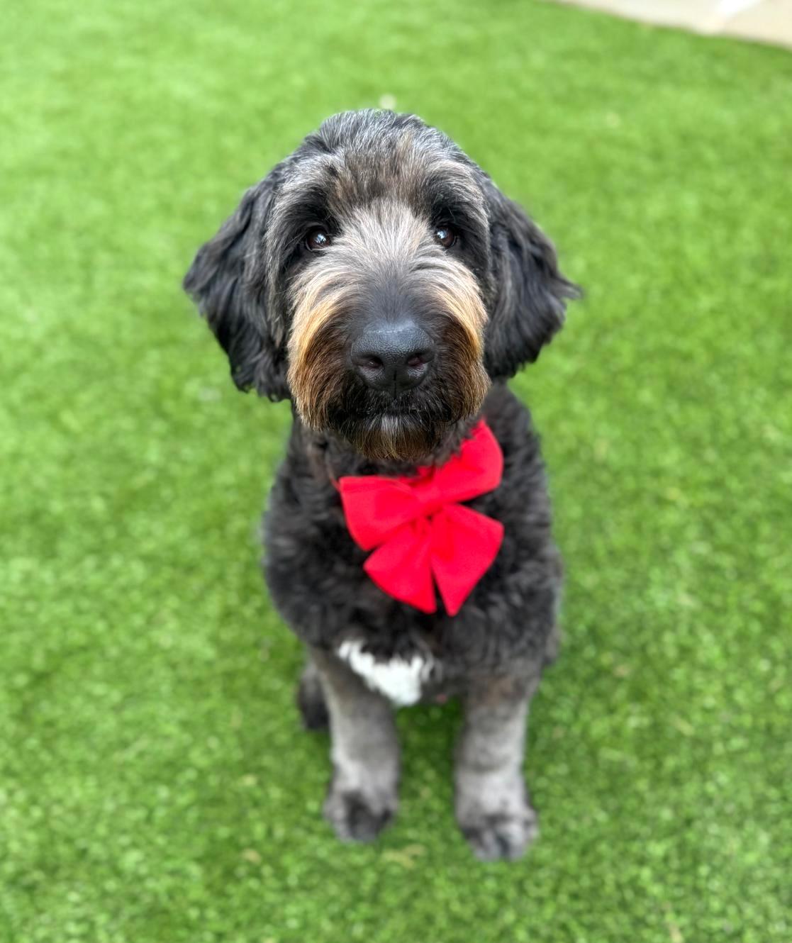 Enlarge Oliver, an adopted Labradoodle in Warren, RI image 1/6