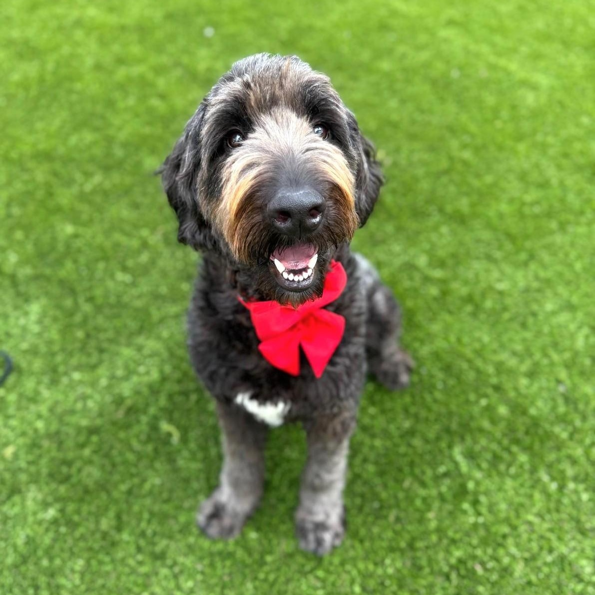 Enlarge Oliver, an adopted Labradoodle in Warren, RI image 6/6