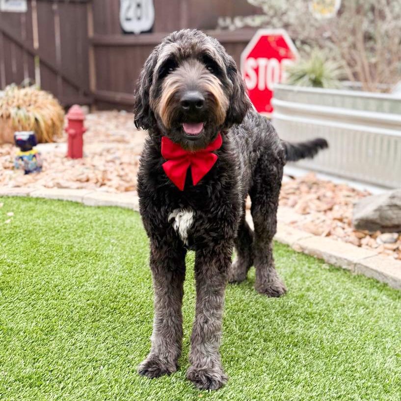 Enlarge Oliver, an adopted Labradoodle in Warren, RI image 3/6