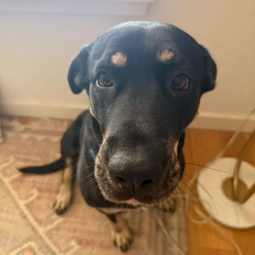 Enlarge Nico Hischier, a Adoptable Hound in Jersey City, NJ image 1/6