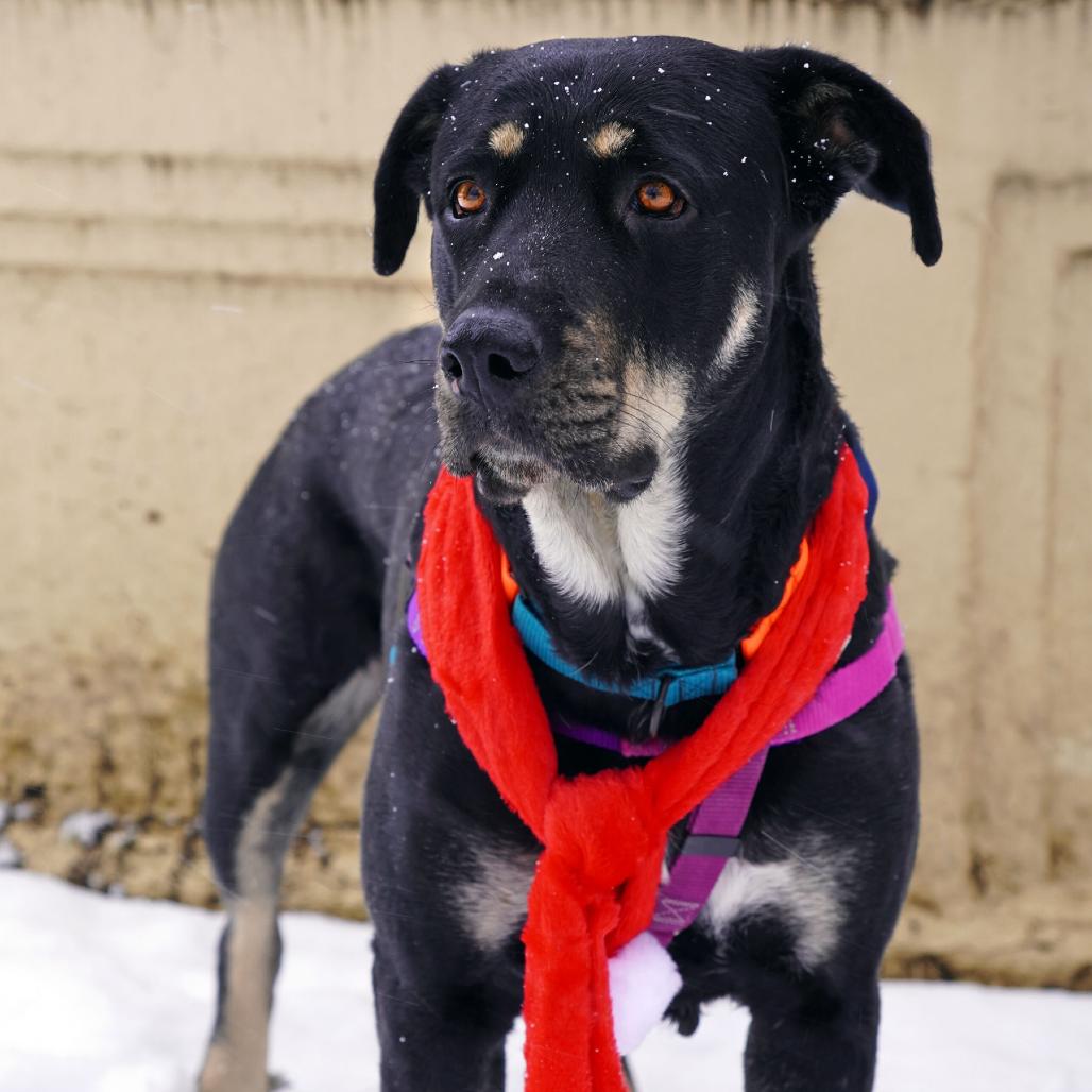 Enlarge Nico Hischier, a Adoptable Hound in Jersey City, NJ image 3/6