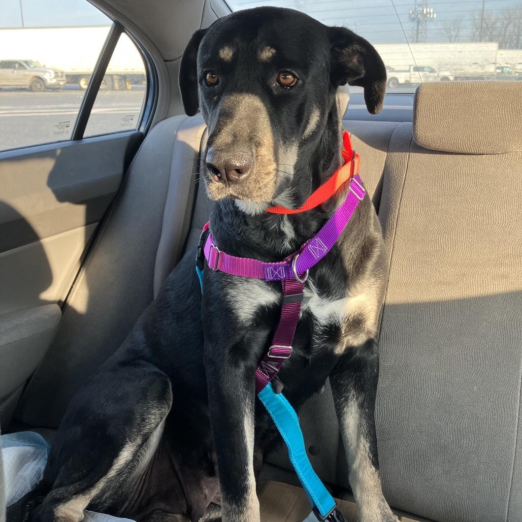 Enlarge Nico Hischier, a Adoptable Hound in Jersey City, NJ image 2/6