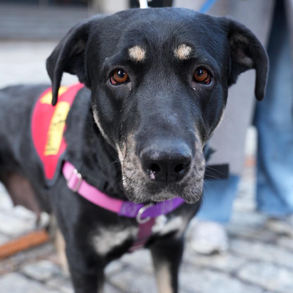 Enlarge Nico Hischier, a Adoptable Hound in Jersey City, NJ image 3/6