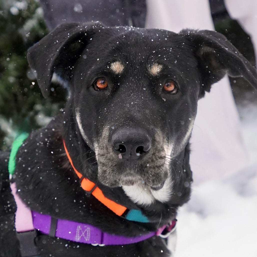 Enlarge Nico Hischier, a Adoptable Hound in Jersey City, NJ image 5/6
