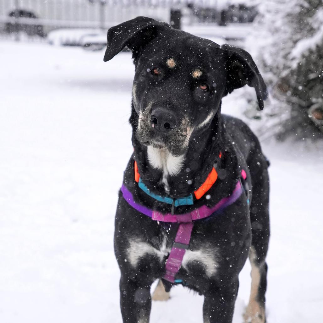 Enlarge Nico Hischier, a Adoptable Hound in Jersey City, NJ image 6/6