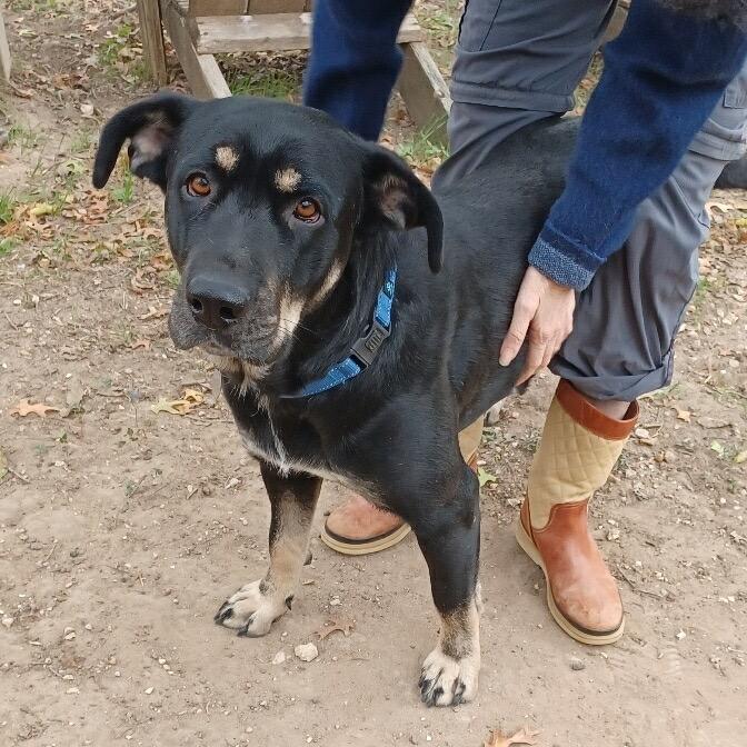 Enlarge Nico Hischier, a Adoptable Hound in Jersey City, NJ image 6/6