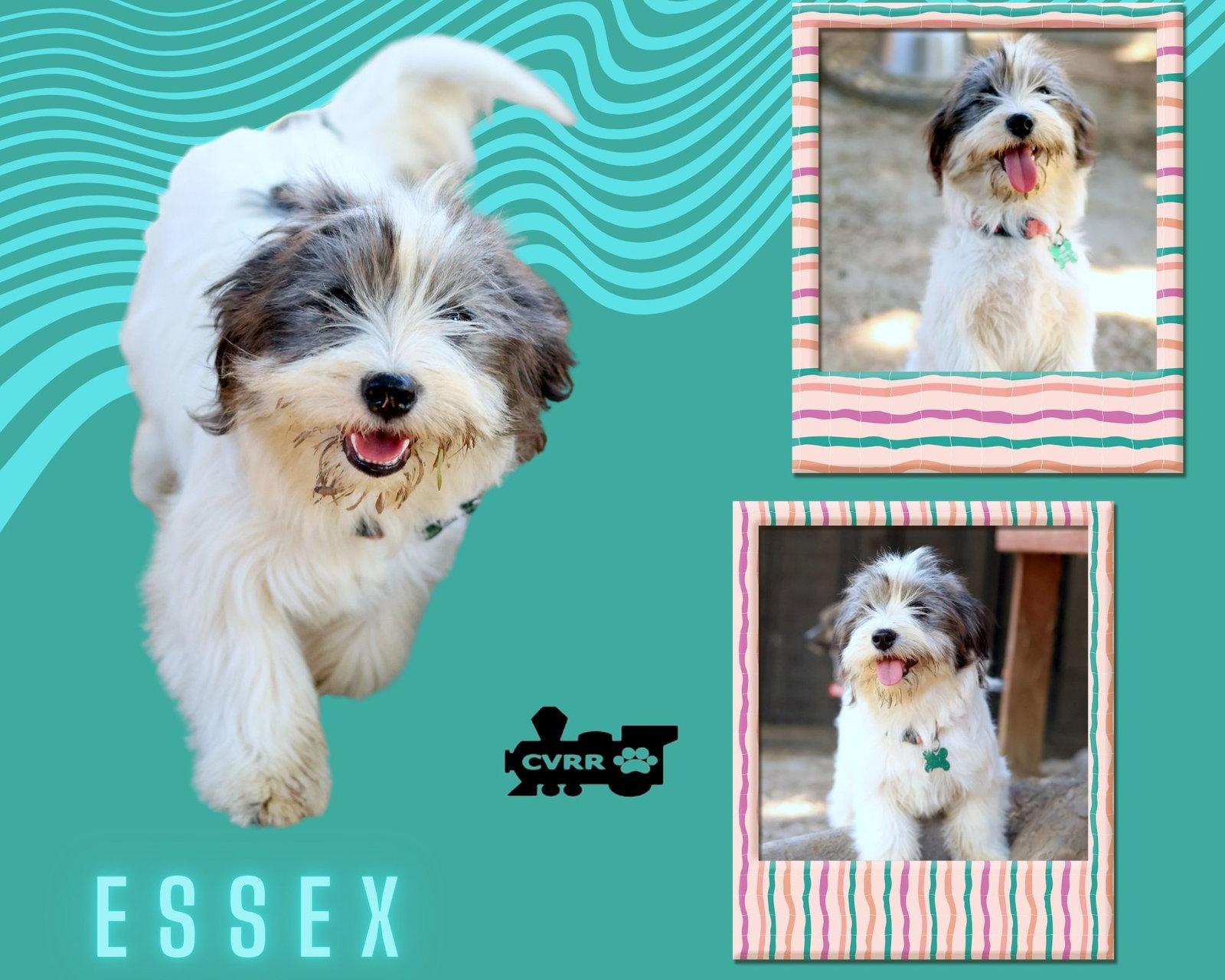 Essex (Ritzy), Adopted, Young Male Havanese.