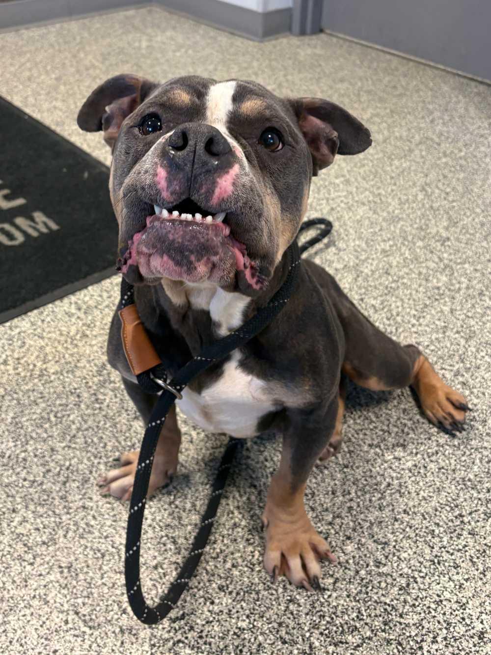 Enlarge Freeway, an adopted mixed breed in Detroit, MI image 4/4