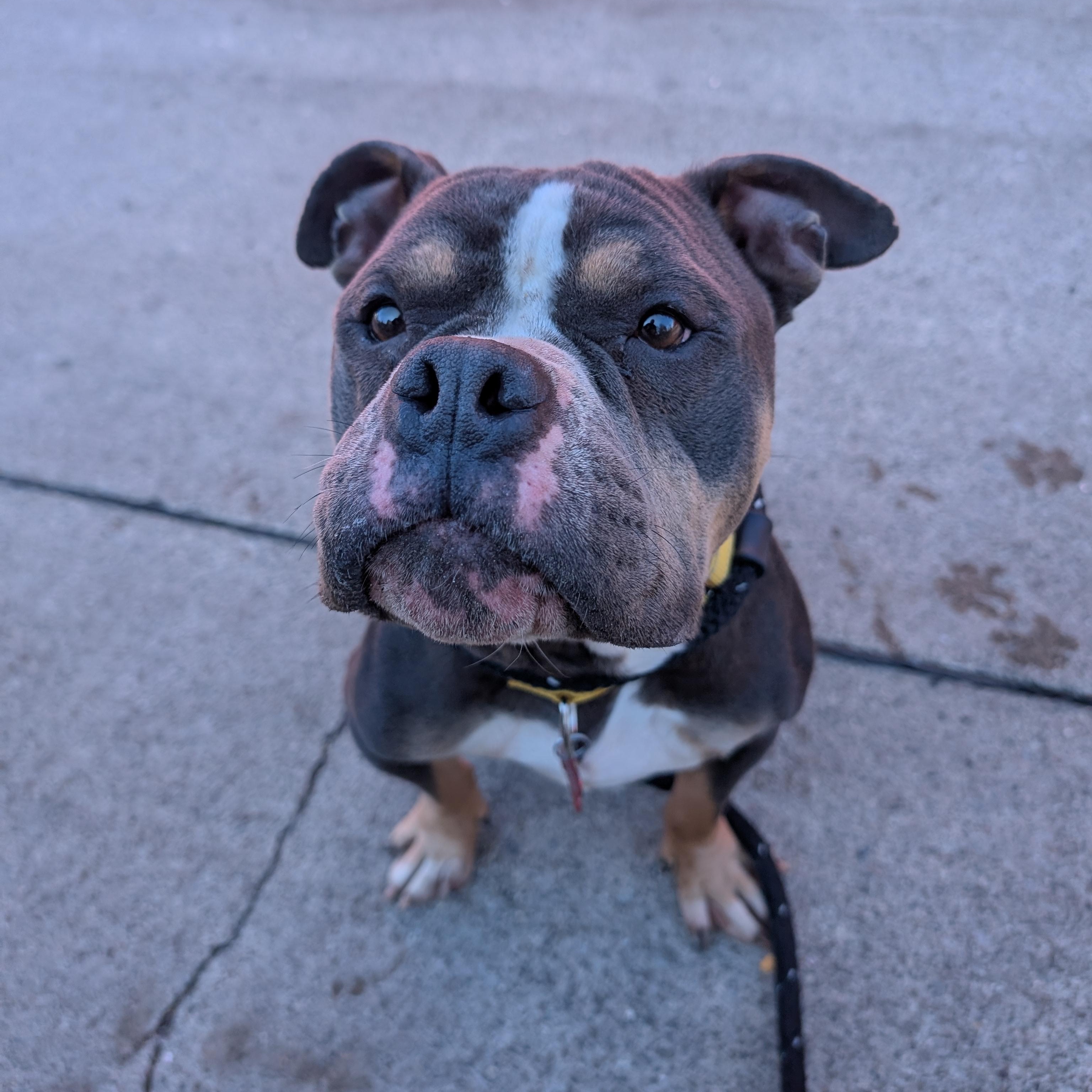 Enlarge Freeway, an adopted mixed breed in Detroit, MI image 2/4