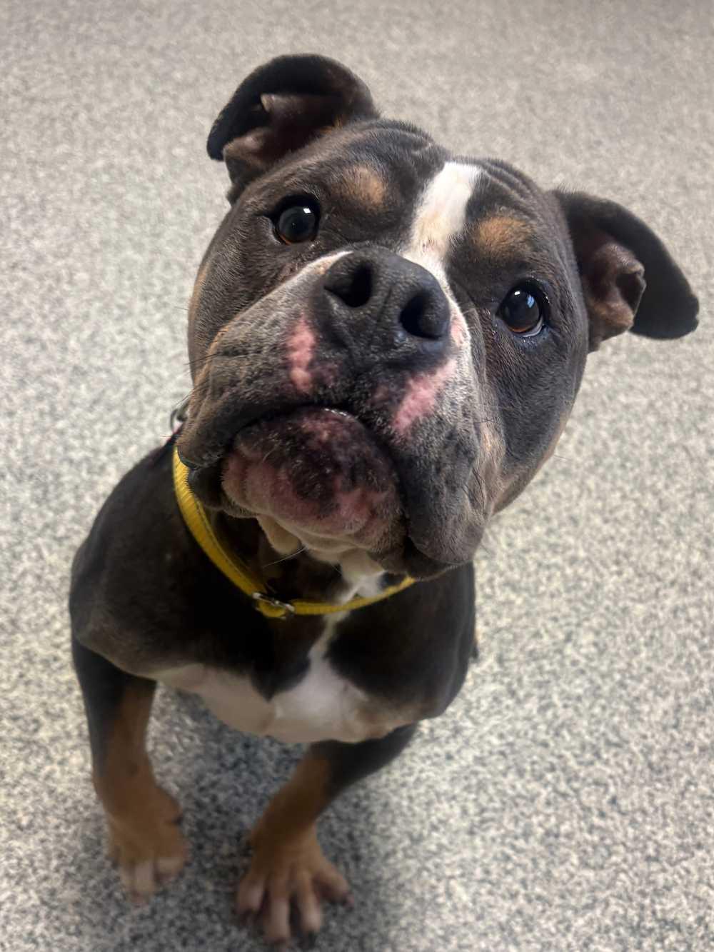 Enlarge Freeway, an adopted mixed breed in Detroit, MI image 3/4