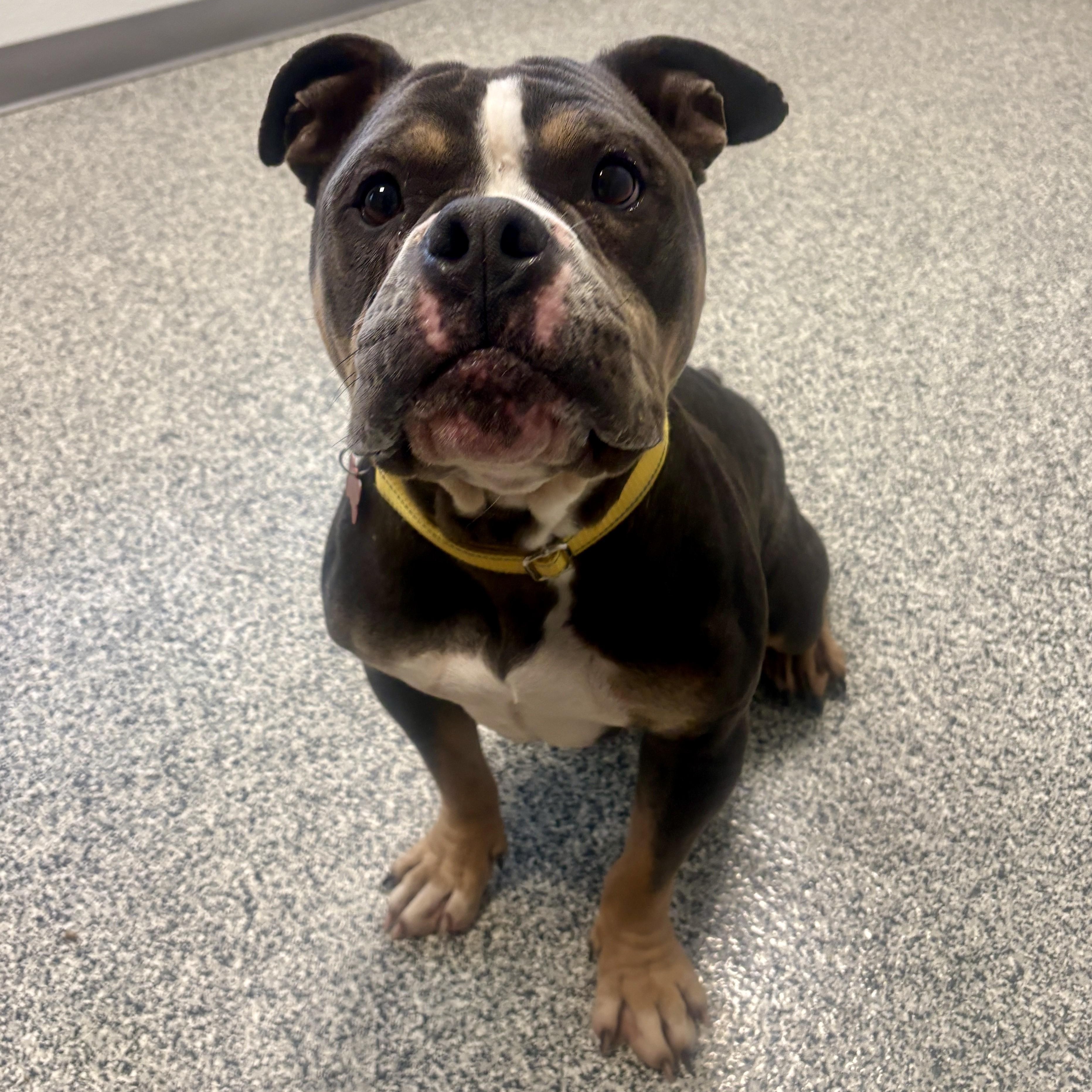 Enlarge Freeway, an adopted mixed breed in Detroit, MI image 1/4