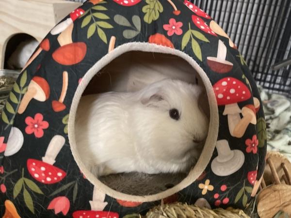 Enlarge Mozzarella, Peppercorn & Prosciutto, a Adoptable Guinea Pig in Old Lyme, CT image 1/4