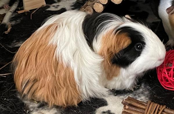 Enlarge Mozzarella, Peppercorn & Prosciutto, a Adoptable Guinea Pig in Old Lyme, CT image 2/4