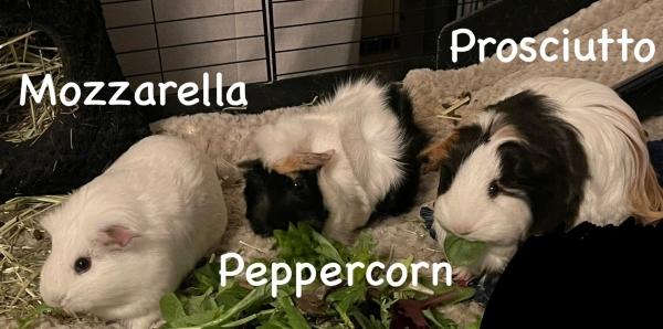 Enlarge Mozzarella, Peppercorn & Prosciutto, a Adoptable Guinea Pig in Old Lyme, CT image 3/4