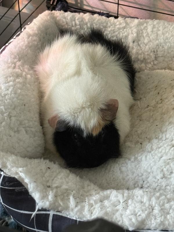 Enlarge Mozzarella, Peppercorn & Prosciutto, a Adoptable Guinea Pig in Old Lyme, CT image 4/4