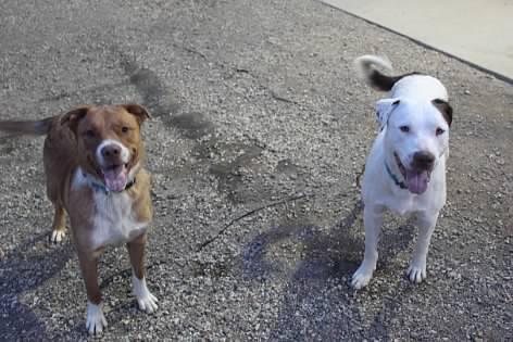 Enlarge Chuckles, a Adoptable Mixed Breed in Pierre, SD image 2/3