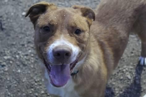 Enlarge Chuckles, a Adoptable Mixed Breed in Pierre, SD image 3/3