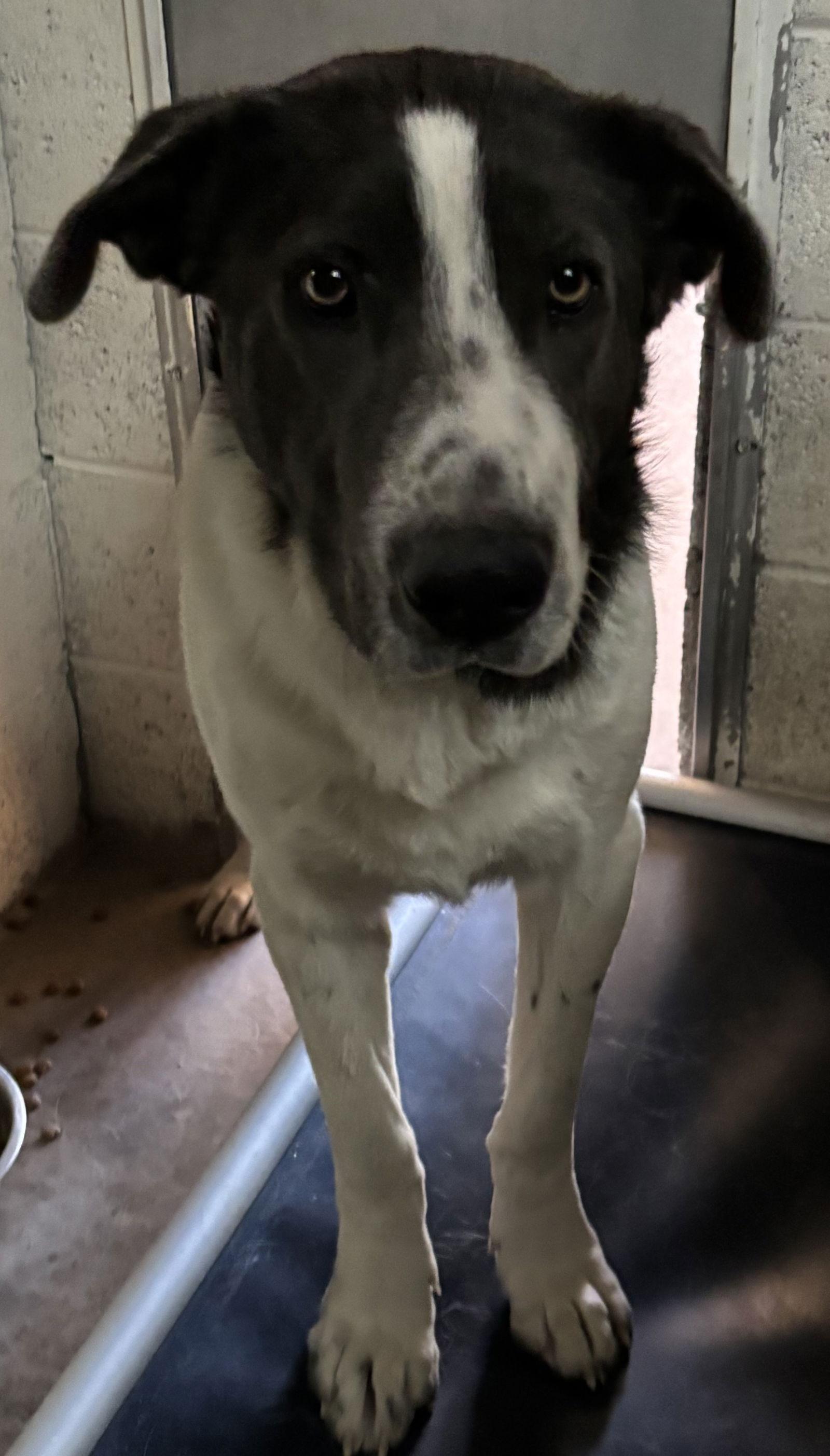 Ghostface, Adoptable, Adult Male Border Collie & Great Pyrenees.