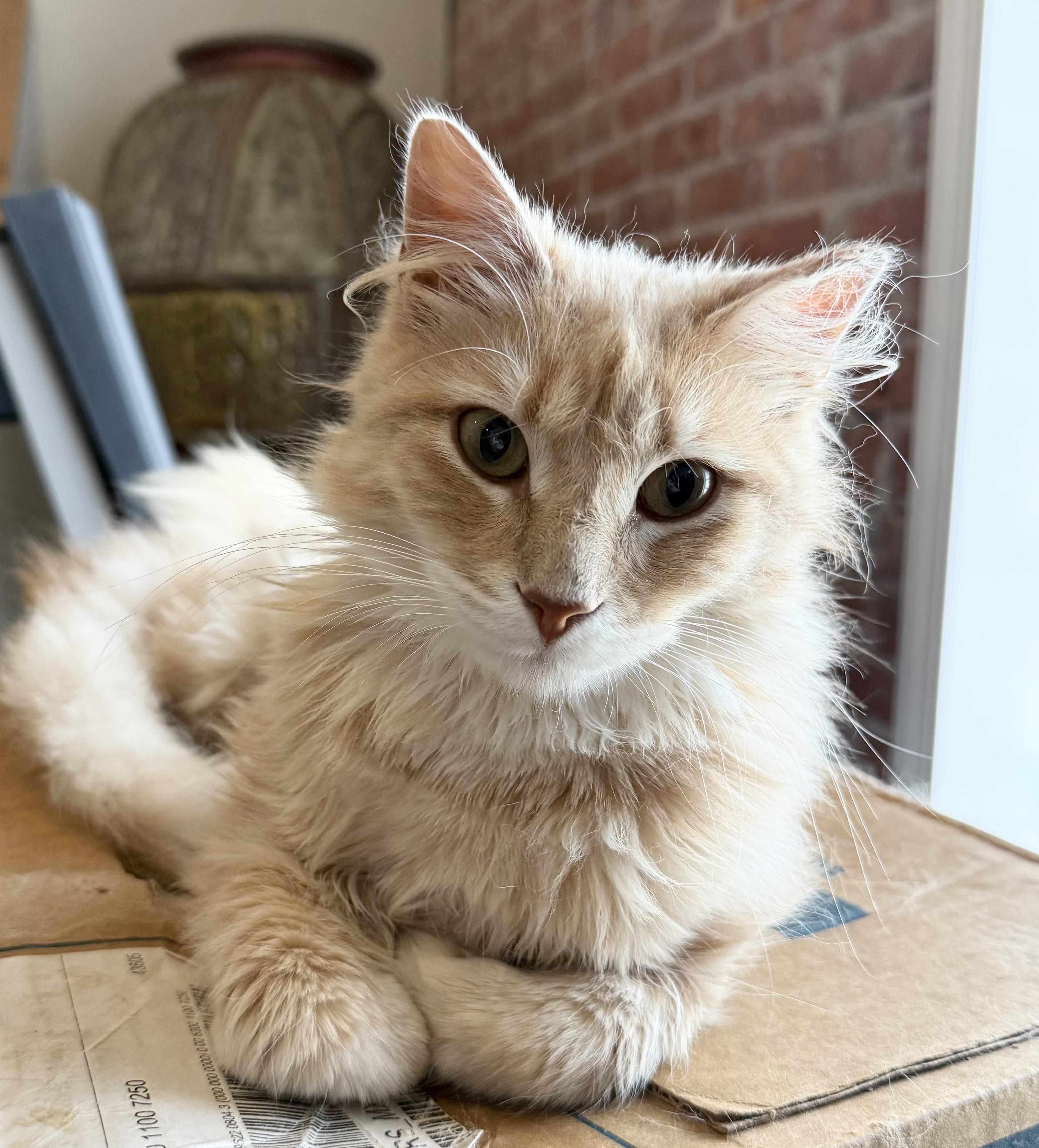 Beck, adopted, Young Male Domestic Long Hair.