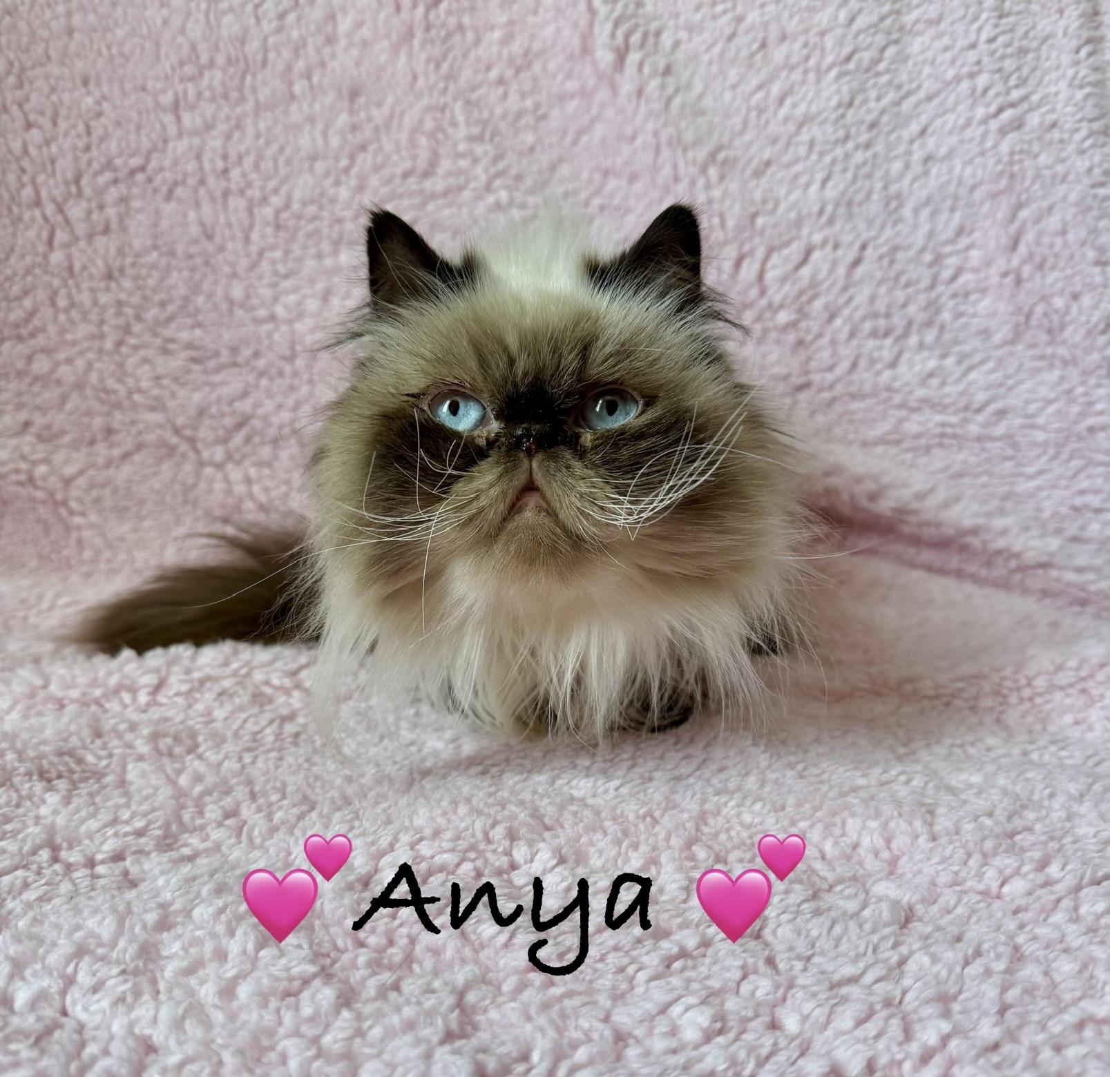 Anya, an adopted Himalayan in Copley, OH image 1/4