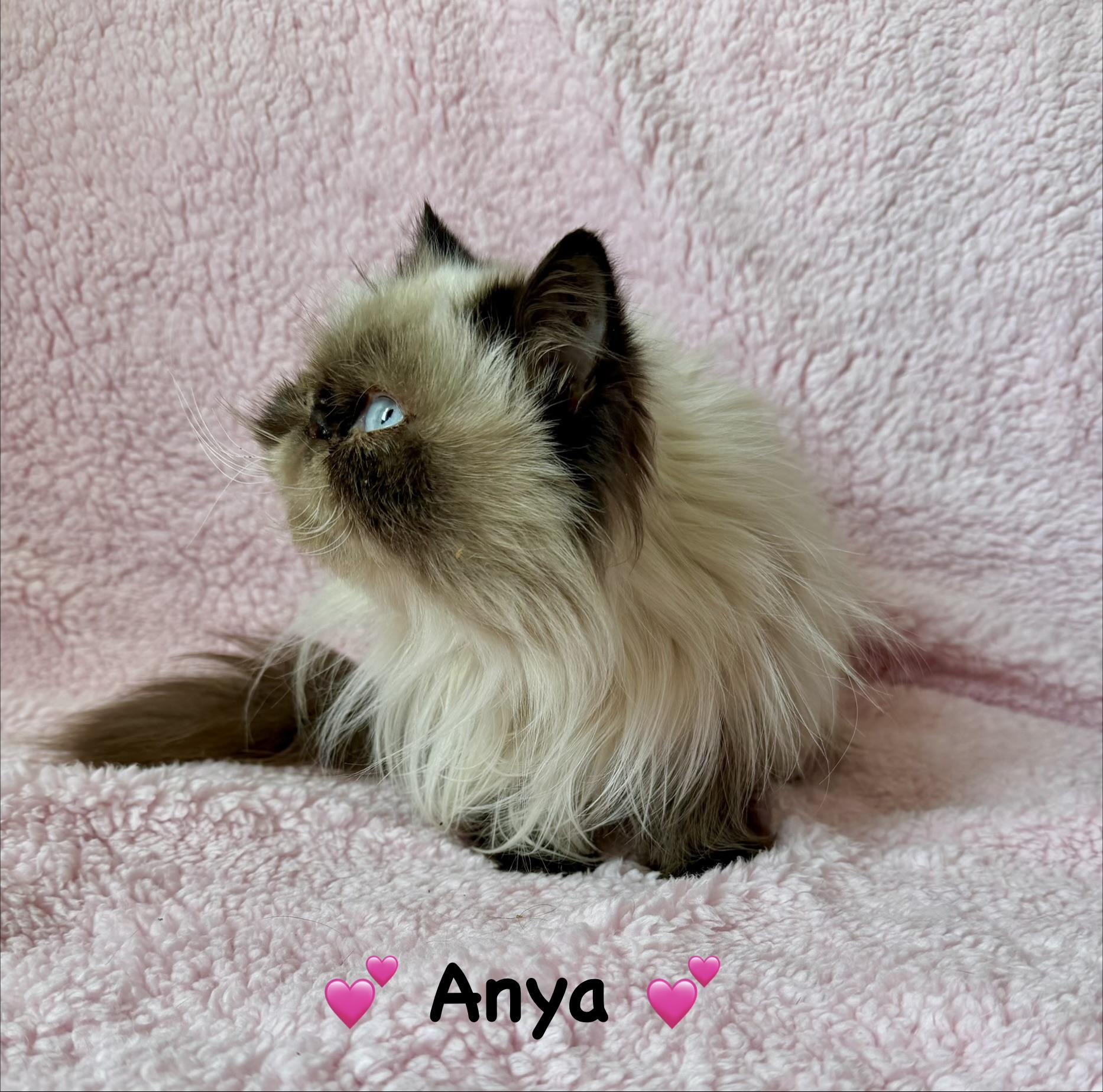Anya, an adopted Himalayan in Copley, OH image 2/4