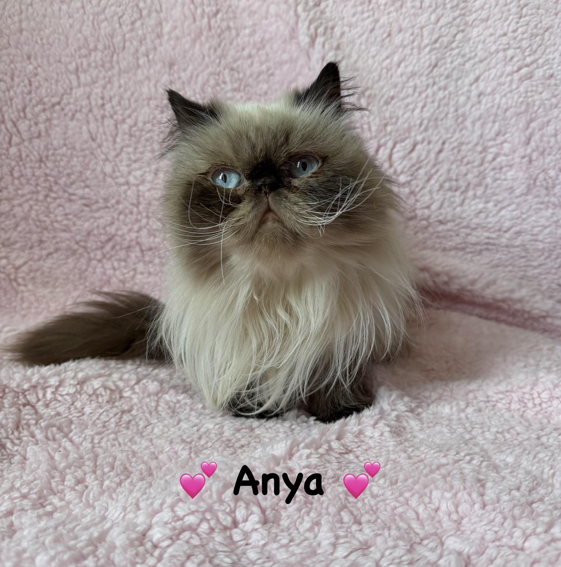 Anya, an adopted Himalayan in Copley, OH image 4/4