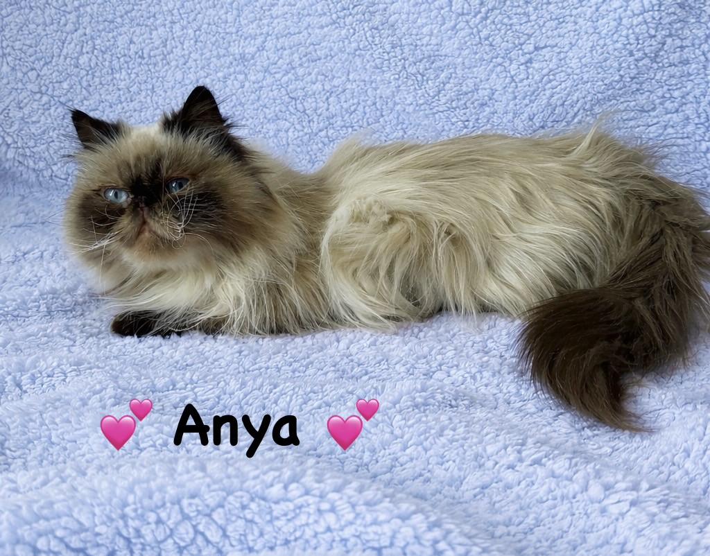 Anya, an adopted Himalayan in Copley, OH image 3/4