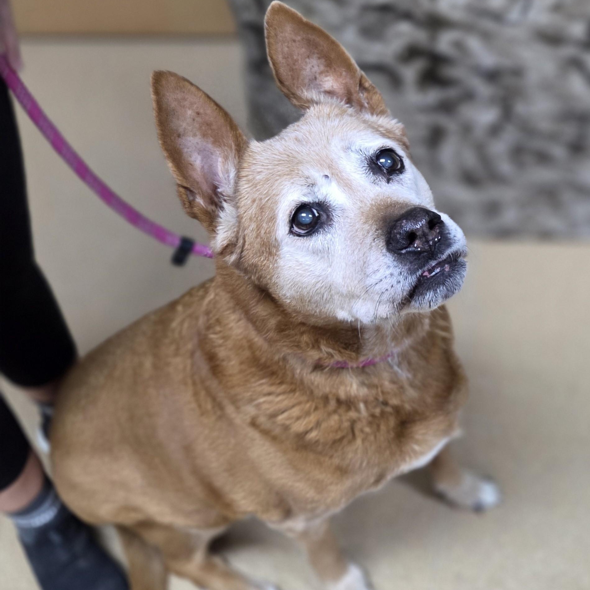 Athena, ADOPTABLE, Senior Female German Shepherd Dog.