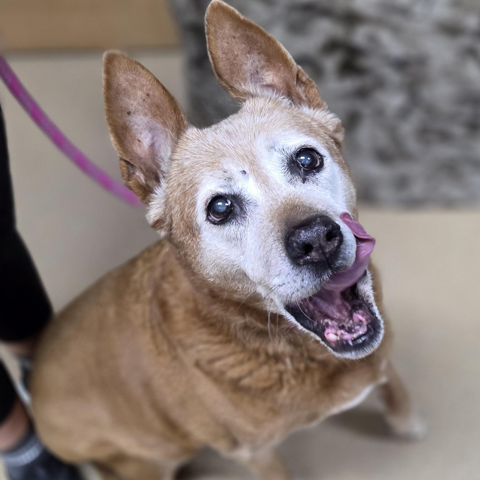 Enlarge Athena, a ADOPTABLE mixed breed in Brookings, SD image 2/2