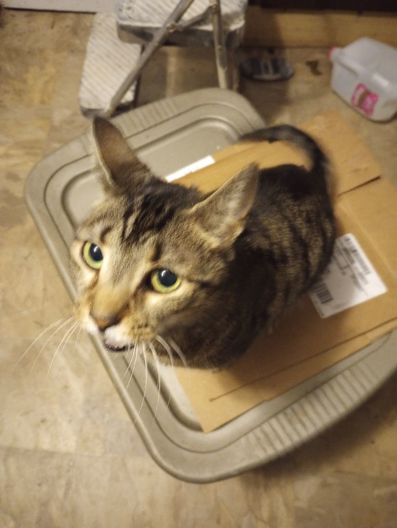 Prima donna , an adoptable Domestic Short Hair in Ashland, PA_image-1