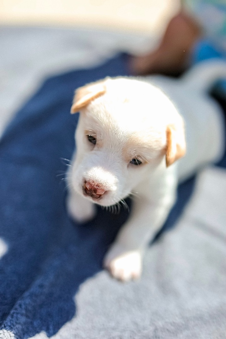 Enlarge Steve, a Adopted mixed breed in Burbank, CA image 1/10