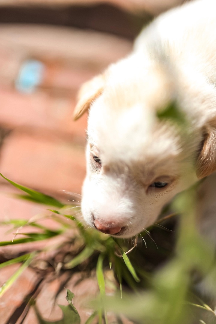 Enlarge Steve, a Adopted mixed breed in Burbank, CA image 4/10