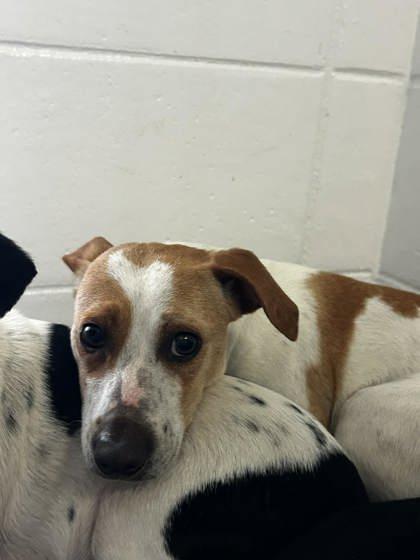 Zoom, Adoptable, Adult Female Parson Russell Terrier & Mixed Breed.