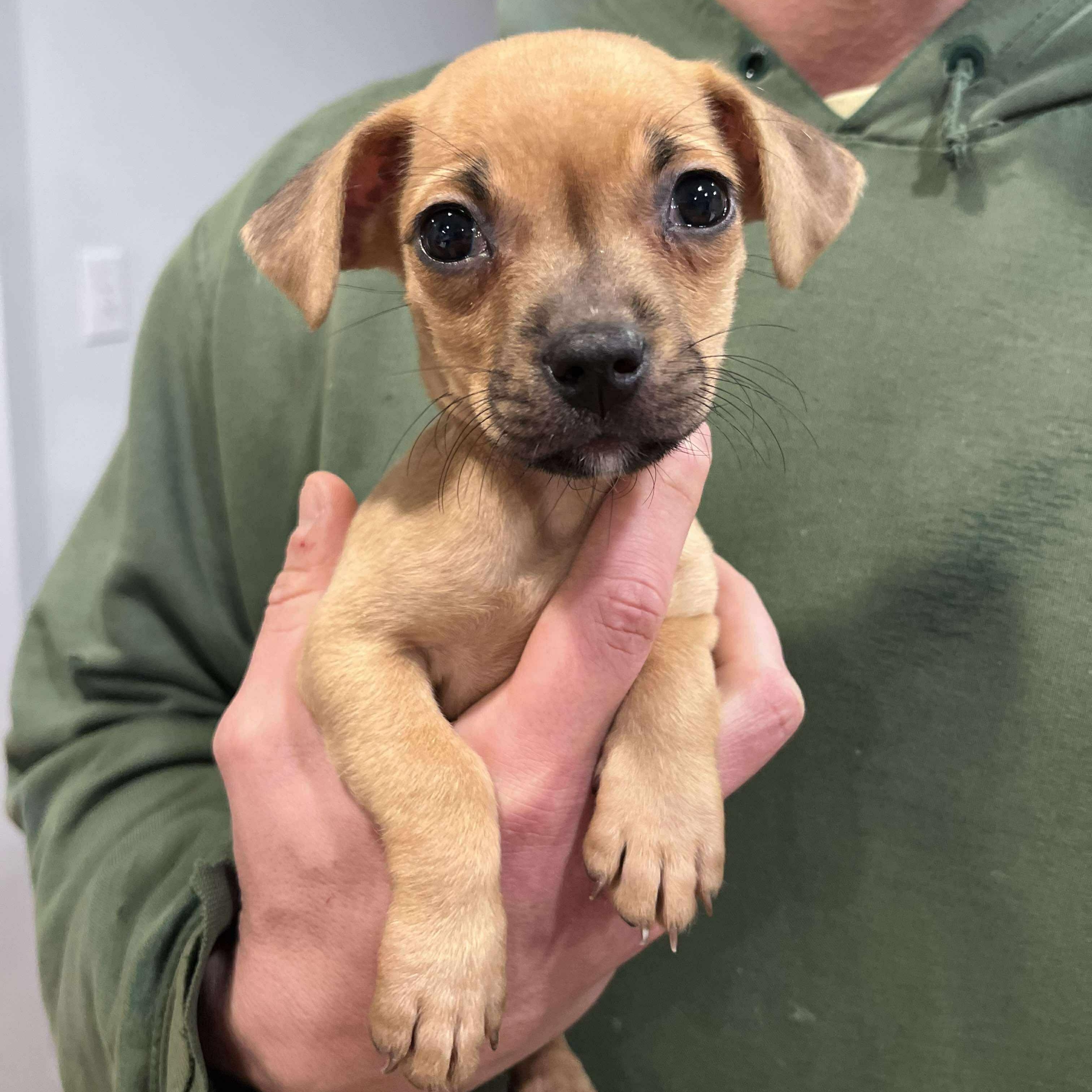 Enlarge Zander, a Adoptable mixed breed in West Warwick, RI image 1/5
